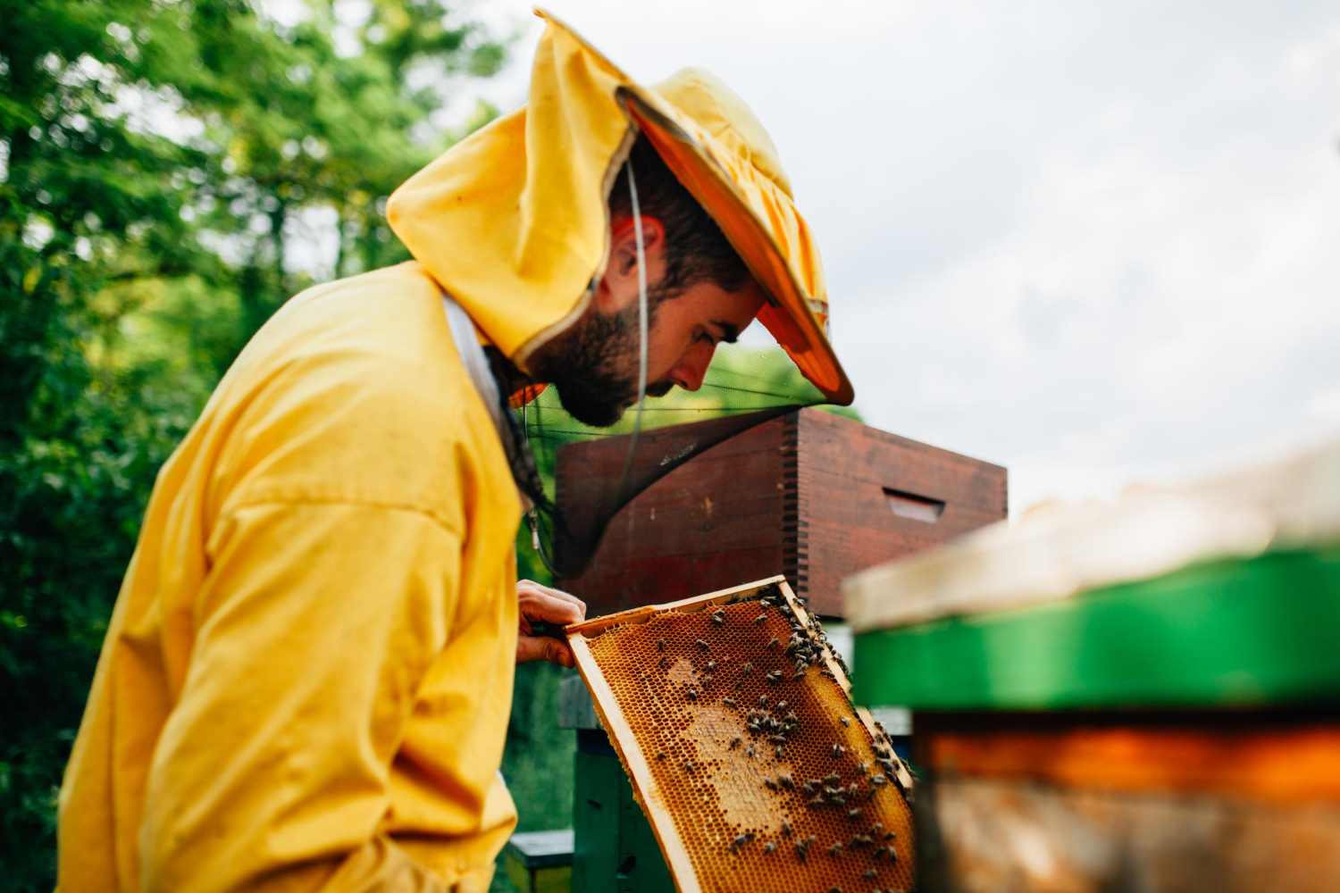 Emergency Bee Removal Services in Palm Desert
